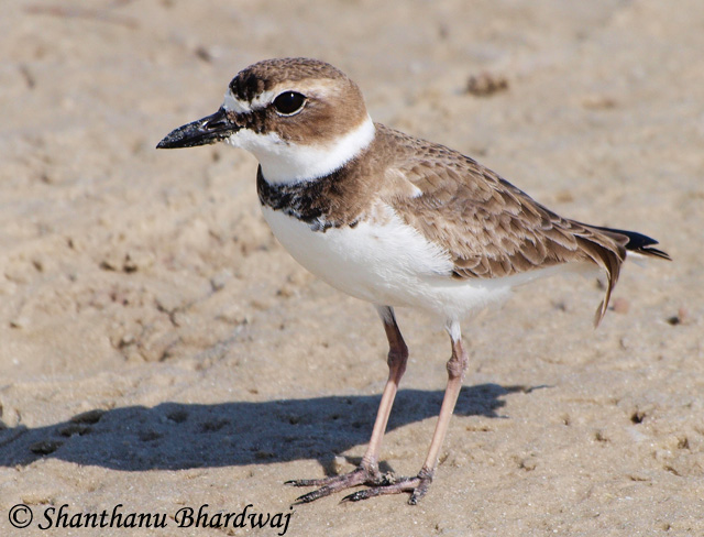 Wilson's Plover - Charadrius wilsonia