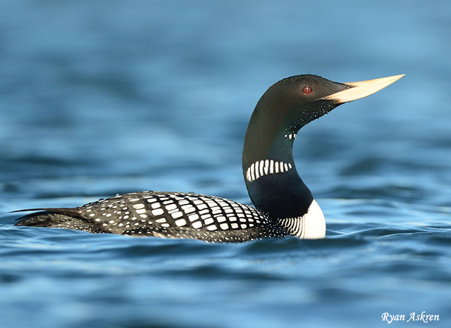Yellow-billed Loon - Gavia adamsii