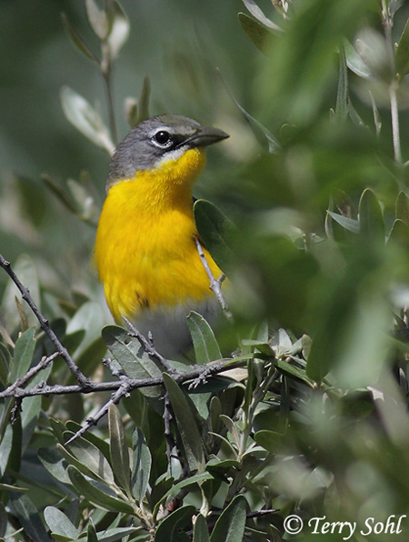 Yellow-breasted Chat - Icteria virens