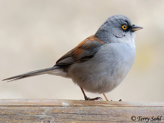 Yellow-eyed Junco - Junco phaeonotus