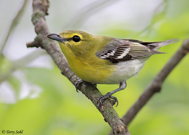 Yellow-throated Vireo - Vireo flavifrons