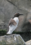 Common Murre - Uria aalge