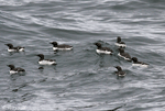 Common Murre - Uria aalge