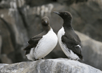Common Murre - Uria aalge
