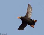 Tufted Puffin - Fratercula cirrhata