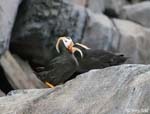 Tufted Puffin - Fratercula cirrhata