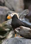 Tufted Puffin - Fratercula cirrhata