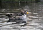 Tufted Puffin - Fratercula cirrhata