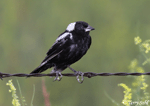 Bobolink 10 - Dolichonyx oryzivorus