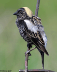 Bobolink 12 - Dolichonyx oryzivorus