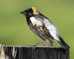 Bobolink 13 - Dolichonyx oryzivorus