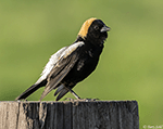 Bobolink 15 - Dolichonyx oryzivorus