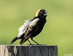 Bobolink 16 - Dolichonyx oryzivorus