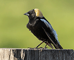 Bobolink 18 - Dolichonyx oryzivorus