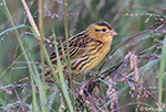 Bobolink 21 - Dolichonyx oryzivorus