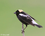 Bobolink 2 - Dolichonyx oryzivorus