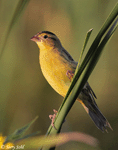 Bobolink 4 - Dolichonyx oryzivorus
