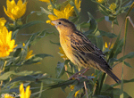 Bobolink 6 - Dolichonyx oryzivorus