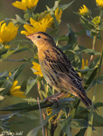 Bobolink 7 - Dolichonyx oryzivorus
