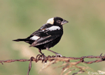 Bobolink 9 - Dolichonyx oryzivorus