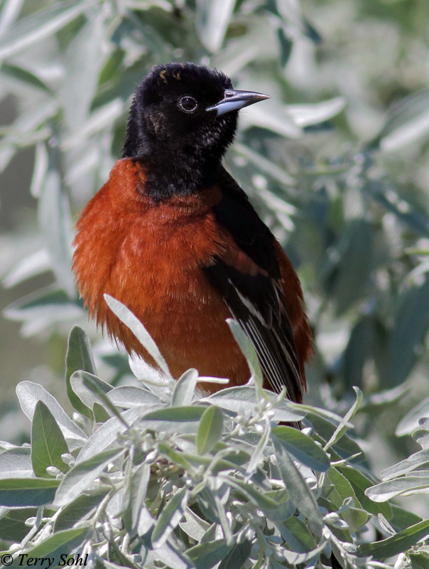 Orchard Oriole - Icterus spurius