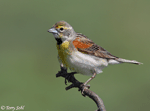 Dickcissel 10 - Spiza americana