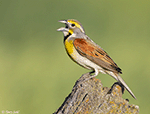 Dickcissel 16 - Spiza americana