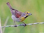 Dickcissel 24 - Spiza americana