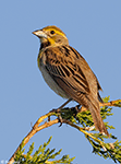 Dickcissel 27 - Spiza americana