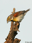 Dickcissel 6 - Spiza americana