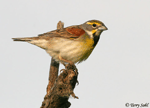 Dickcissel 7 - Spiza americana