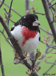 Rose-breasted Grosbeak 11 - Pheucticus ludovicianus