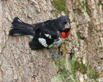 Rose-breasted Grosbeak 4 - Pheucticus ludovicianus