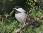 Black-capped Chickadee 10 - Poecile atricapilla