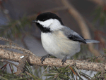 Black-capped Chickadee 11 - Poecile atricapilla