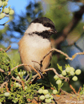 Black-capped Chickadee 14 - Poecile atricapilla