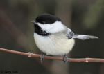 Black-capped Chickadee 16 - Poecile atricapilla