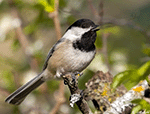 Black-capped Chickadee 17 - Poecile atricapilla