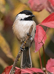 Black-capped Chickadee 19 - Poecile atricapilla