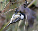 Black-capped Chickadee 1 - Poecile atricapilla