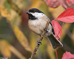 Black-capped Chickadee 20 - Poecile atricapilla