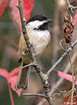 Black-capped Chickadee 22 - Poecile atricapilla