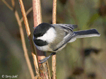 Black-capped Chickadee 2 - Poecile atricapilla