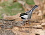 Black-capped Chickadee 3 - Poecile atricapilla