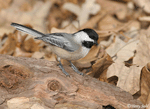 Black-capped Chickadee 4 - Poecile atricapilla