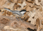 Black-capped Chickadee 5 - Poecile atricapilla