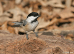 Black-capped Chickadee 6 - Poecile atricapilla