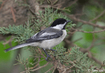 Black-capped Chickadee 7 - Poecile atricapilla