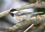 Black-capped Chickadee 8 - Poecile atricapilla