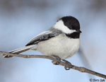 Black-capped Chickadee 9 - Poecile atricapilla